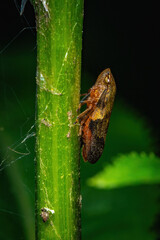 Glistening Aphrophora Alni: A Froghopper on a Green Branch