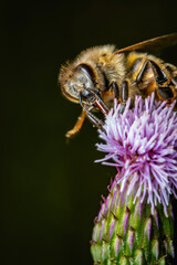 Graceful Honeybee on a Delicate Filamentous Blossom