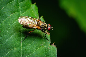 Delicate Macro Moment: A Fly Perched on a Fresh Green Leaf