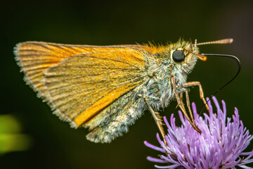 Charming Thymelicus Sylvestris: A Butterfly Resting on a Purple Flower