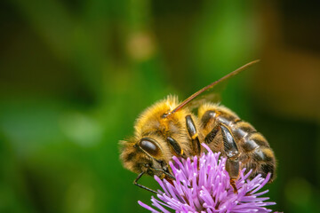 Graceful Honeybee on a Delicate Filamentous Blossom