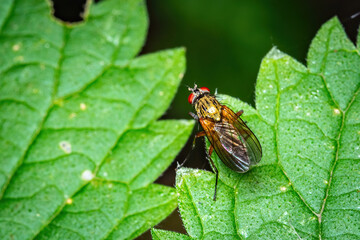 Vibrant Nature's Encounter: A Fly Resting on a Lush Green Leaf