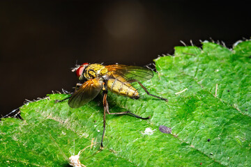 Vibrant Nature's Encounter: A Fly Resting on a Lush Green Leaf
