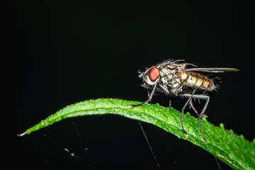 Fototapeta premium Peaceful Macro Moment: A Fly Resting on a Green Leaf