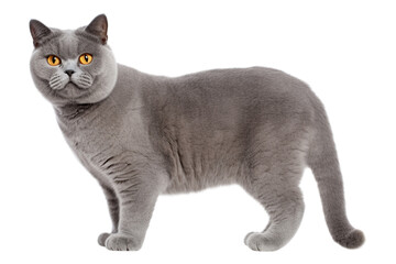 Standing British cat on a transparent background. Generative AI