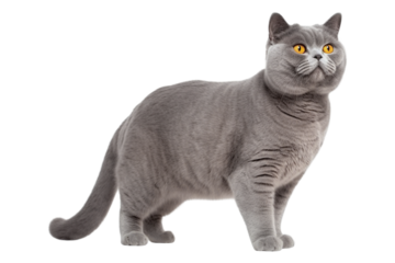 Standing looking British cat on a transparent background. Generative AI