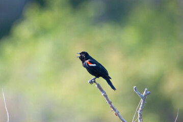 Red Wing Blackbird calling from a Stick