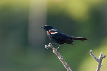 Red Wing Blackbird perched on a Stick