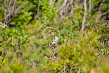 Willow Flycatcher perched in the bramble