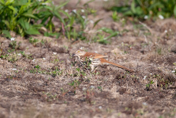 Brown Thrasher foraging on the ground.