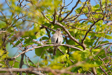 House Finch mother with a brood patch