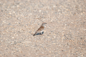 Chipping Sparrow on the ground