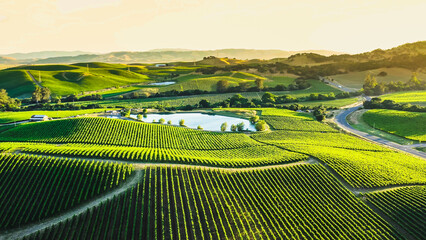 Napa Valley Wine Country Vineyards in Spring and Colorful Sunset.  - obrazy, fototapety, plakaty