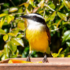 Obraz premium The great kiskadee (Pitangus sulphuratus) is a passerine bird in the tyrant flycatcher family Tyrannidae, It is one of the largest and most boisterous members of the tyrant flycatcher family.