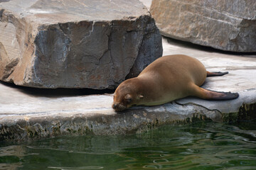 Sleeping Sea Lion