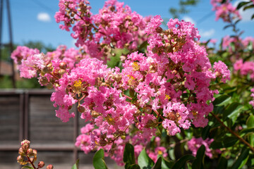 Lagerstroemia indica in blossom. Beautiful pink flowers on Сrape myrtle tree on blurred blue sky background. Selective focus.