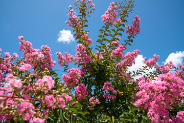 Lagerstroemia indica in blossom. Beautiful pink flowers on Сrape myrtle tree on blurred blue sky...