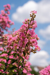 Lagerstroemia indica in blossom. Beautiful pink flowers on Сrape myrtle tree on blurred blue sky background. Selective focus.