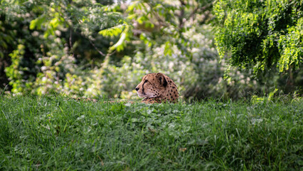 Jaguar Resting