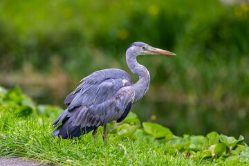 Grey Heron 