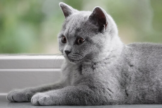 British Shorthair, Brits korthaar