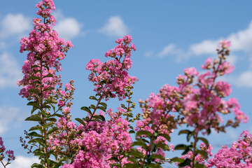 Fototapeta premium Lagerstroemia indica in blossom. Beautiful pink flowers on Сrape myrtle tree on blurred blue sky background. Selective focus.