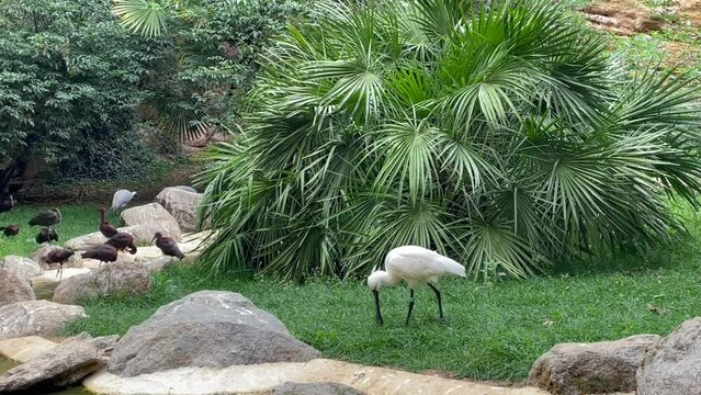 Passage de l'oiseau spatule au ruisseau