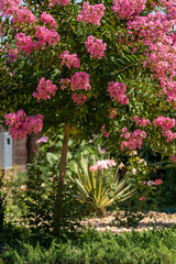 Fototapeta na wymiar Lagerstroemia indica in blossom. Beautiful pink flowers on Сrape myrtle tree on blurred green background. Selective focus.