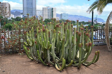 Riesen Kaktus in Teneriffa