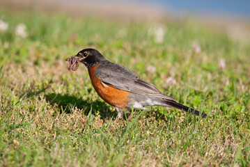 American Robin eating an earthworm