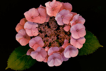pink hydrangea on black background