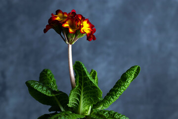 primula flower
