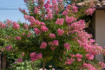 Obraz premium Lagerstroemia indica in blossom. Beautiful pink flowers on Сrape myrtle tree on blurred blue sky background. Selective focus.