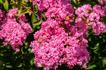 Obraz premium Lagerstroemia indica in blossom. Beautiful pink flowers on Сrape myrtle tree on blurred green background. Selective focus.