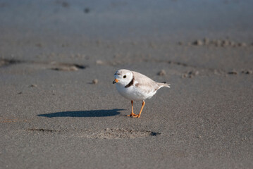 Piping Plover at the beach