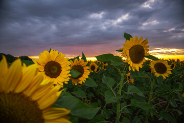 field of sunflowers