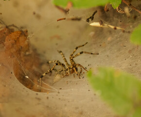 Spider inside Web