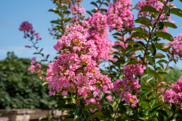 Lagerstroemia indica in blossom. Beautiful pink flowers on Сrape myrtle tree on blurred blue sky background. Selective focus.