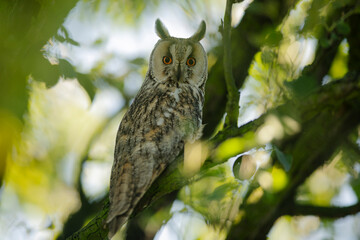 Close up of long-eared owl (Asio otus) gazing and sitting on dense branch deep in crown. Wildlife tranquil portrait footage of bird in natural habitat background.