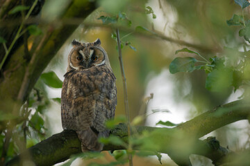 Close up of young long eared owl (Asio otus) gazing by big eyes from dense branch deep in crown. Wildlife tranquil portrait of bird in natural habitat background.