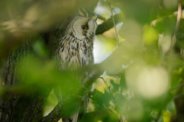 Close up of long-eared owl (Asio otus) watching by big eyes and sitting on dense branch deep in crown. Wildlife tranquil portrait shot of bird in natural habitat background during dusk.