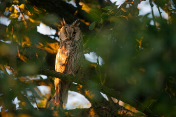 Close up of young long eared owl (Asio otus) gazing by big eyes from dense branch deep in crown. Wildlife tranquil portrait of bird in natural habitat background.