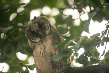 Close up of young long eared owl (Asio otus) gazing bizarrely on dense branch deep in crown....