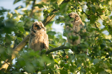 Close up of young long eared owl (Asio otus) group staring around  from dense branch deep in crown. Wildlife tranquil portrait of bird siblings in natural habitat background.