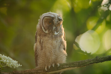 Close up of young long eared owl (Asio otus) gazing by big eyes from dense branch deep in crown. Wildlife tranquil portrait of bird in natural habitat background.