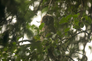 Close up of young long eared owl (Asio otus) gazing and sitting on dense branch deep in crown. Wildlife tranquil portrait shot of bird in natural habitat background.