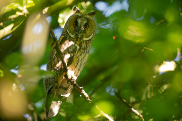 Close up of young long eared owl (Asio otus) gazing by big eyes from dense branch deep in crown. Wildlife tranquil portrait of bird in natural habitat background.