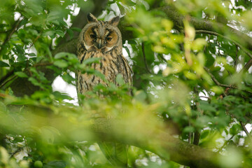 Close up of young long eared owl (Asio otus) sitting and sleeping on dense branch deep in crown. Wildlife tranquil portrait scene of bird in nature habitat background.
