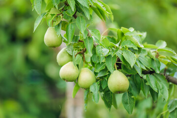 Pear orchard. Ripe pears in the garden