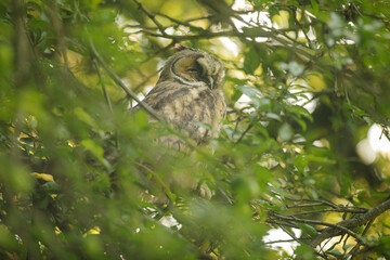 Close up of young long eared owl (Asio otus) sitting and sleeping on dense branch deep in crown. Wildlife tranquil portrait scene of bird in nature habitat background.